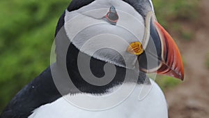 Close up of an Atlantic Puffin, on Skomer Island coastline,