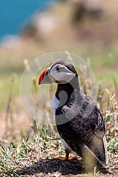 A close up of an Atlantic Puffin on Skomer Island, on a sunny July day