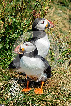 Close up of Atlantic puffins on Dyrholaey cliff, Iceland