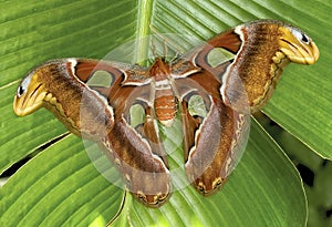 Close up of atlas moth