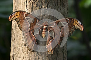 Close Up Of A Attacus Atlas Also Called Atlas Moth