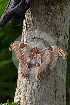 Close Up Of A Attacus Atlas Also Called Atlas Moth