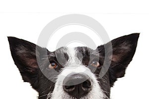 Close-up attentive border collie dog with ears up and looking up. Isolated on white background