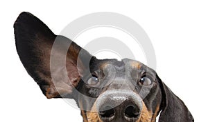 Close-up attentive and listening  dachshund dog with one ear up. Isolated on white background