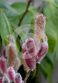 Close up of the attractive flower of Salix gracilistyla `Mount Aso` plant, furry pink catkins which typically blossom in winter