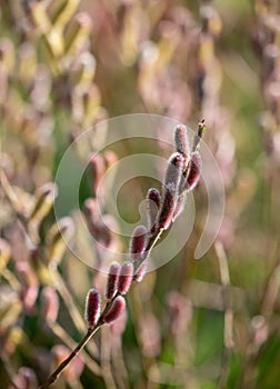 Close up of the attractive flower of Salix gracilistyla `Mount Aso` plant, furry pink catkins which typically blossom in winter.