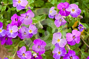 Close up Aubrieta flowers in a garden photo