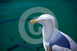 Close-up of Audouin's Gull or Corsican Gull next to group of Liza fish in the harbor