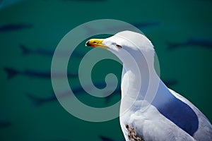 Close-up of Audouin's Gull or Corsican Gull next to group of Liza fish in the harbor