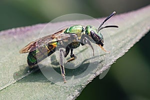 Close-up of an Augochlora pura metallic green sweat bee resting on a leaf.