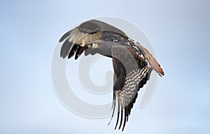 Close up of an Augur buzzard in flight