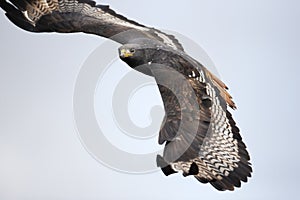 Close up of an Augur buzzard in flight