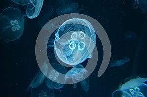 Close up of an Aurelia aurita jellyfish.