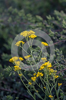 Close up of Aurinia saxatilis among lush meadow photo