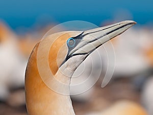 Close up of an australasian gannet