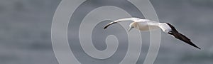 Close up of australasian gannet in flight over the Tasman Sea