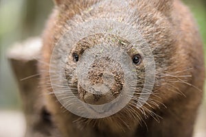 Close up about an Australian common wombat