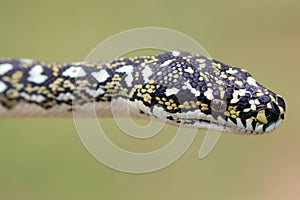 Australian Diamond Python