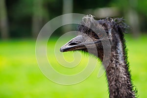 Close-up of Australian Emu Dromaius novaehollandiae, view of an Emu`s head
