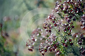 Close up of australian fringe myrtle calyces