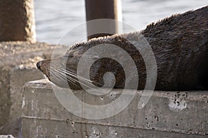 Australian fur Seal