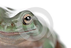 Close-up of Australian Green Tree Frog, Litoria caerulea