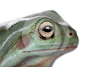 Close-up of Australian Green Tree Frog, Litoria caerulea