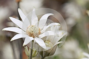 Close up of an Australian native Flannel Flower, Actinotus helianthi