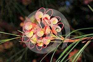 Close up of an Australian native grevillea flower