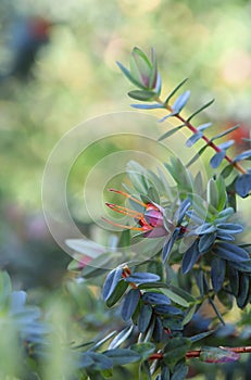 Close up of an Australian native Lemon Scented Myrtle inflorescence, Darwinia citriodora, family Myrtaceae photo