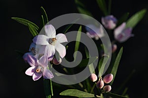 Close up of Australian native Pink Waxflowers, Eriostemon australasius, family Rutaceae photo