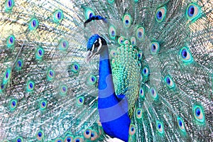 Close up of Australian Peacock