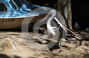 Close-up of an Australian Pelican (Pelecanus conspicillatus)