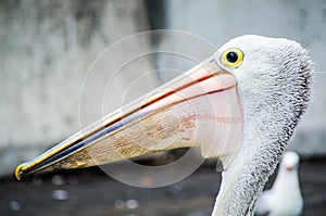 Close-up Australian Pelican water bird, focusing on its head and long beak.