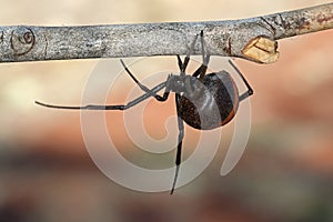 Australian Red-backed Spider
