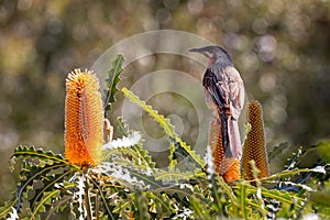 Close up of Australian Red Wattle Bird perched on yellow Banksia flower