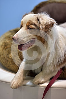 Close-up of Australian Shepherd