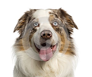 Close-up of a Australian Shepherd, 2 years old, panting