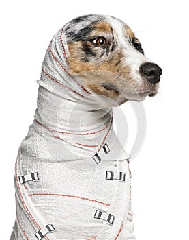 Close-up of Australian Shepherd puppy