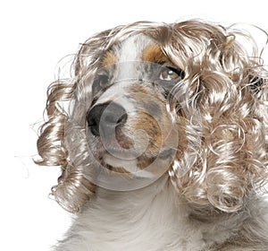 Close-up of Australian Shepherd puppy wearing a wig