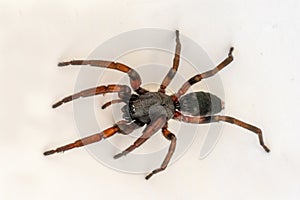 White-tailed Spider