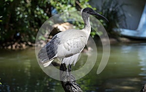 Close-up of an Australian white ibis (Threskiornis molucca) in Sydney