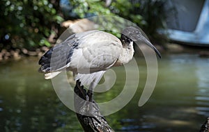 Close-up of an Australian white ibis (Threskiornis molucca) in Sydney