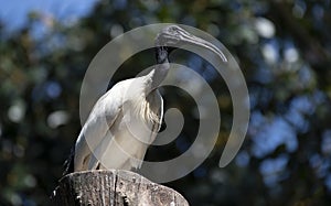 Close-up of an Australian white ibis (Threskiornis molucca) in Sydney