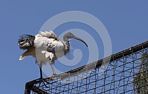 Close-up of an Australian white ibis (Threskiornis molucca) in Sydney