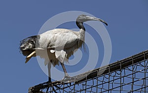 Close-up of an Australian white ibis (Threskiornis molucca) in Sydney