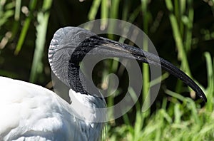 Close - up of an Australian White Ibis (Threskiornis molucca) in Sydney, Australia