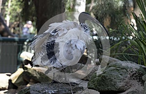 Close -up of an Australian White Ibis (Threskiornis molucca) in Sydney, NSW, Australia