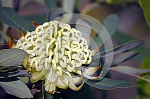 Close up of an Australian white Waratah with copy space