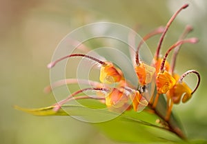 Close-up of Australian Wildflower Grevillea venusta photo